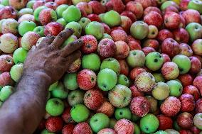 Apple Harvesting In Kashmir