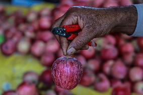 Apple Harvesting In Kashmir