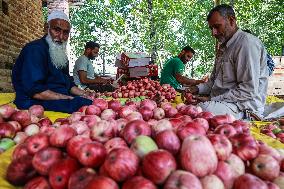 Apple Harvesting In Kashmir