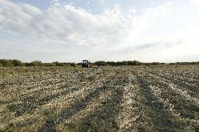 KAZAKHSTAN-AKMOLA-GRASS MOWING SEASON