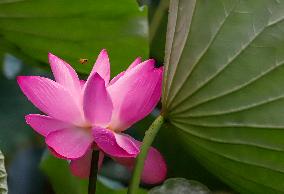 #CHINA-SUMMER-LOTUS (CN)