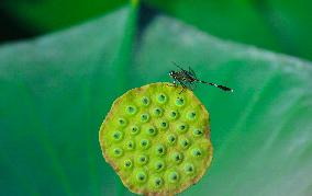 #CHINA-SUMMER-LOTUS (CN)