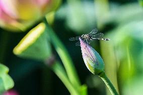 #CHINA-SUMMER-LOTUS (CN)