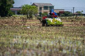 CHINA-HUNAN-XIANGTAN-RICE TRANSPLANTING (CN)