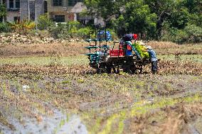 CHINA-HUNAN-XIANGTAN-RICE TRANSPLANTING (CN)