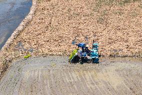 CHINA-HUNAN-XIANGTAN-RICE TRANSPLANTING (CN)