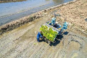 CHINA-HUNAN-XIANGTAN-RICE TRANSPLANTING (CN)