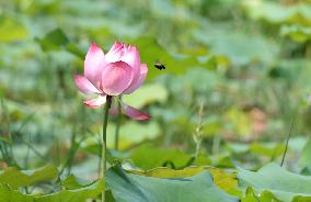 Lotus Pond Scenic - China