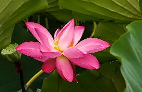 Lotus Pond Scenic - China