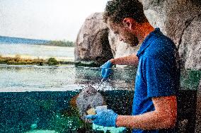 Young Leopard Shark Released At The Burgers' Zoo, In Arnhem, Netherlands.