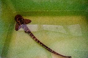 Young Leopard Shark Released At The Burgers' Zoo, In Arnhem, Netherlands.