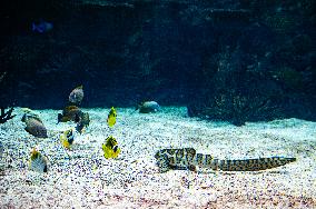 Young Leopard Shark Released At The Burgers' Zoo, In Arnhem, Netherlands.