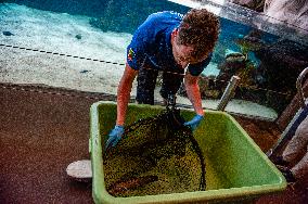 Young Leopard Shark Released At The Burgers' Zoo, In Arnhem, Netherlands.