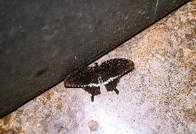 Animal India - Common Mormon - Papilio Polytes