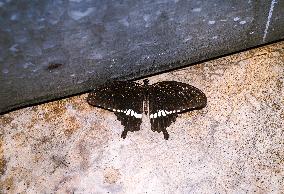 Animal India - Common Mormon - Papilio Polytes