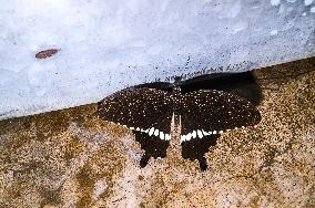 Animal India - Common Mormon - Papilio Polytes