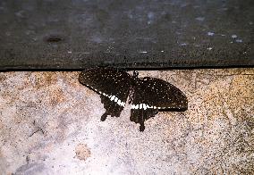 Animal India - Common Mormon - Papilio Polytes