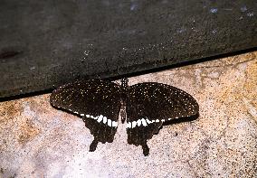 Animal India - Common Mormon - Papilio Polytes