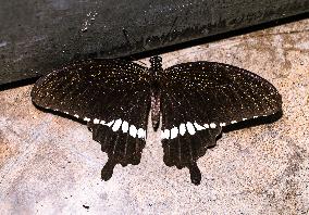 Animal India - Common Mormon - Papilio Polytes