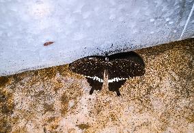 Animal India - Common Mormon - Papilio Polytes