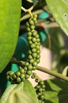 Black Pepper Plant