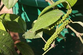 Black Pepper Plant