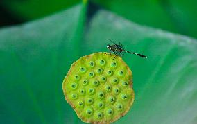 A Dragonfly Falls On A Lotus Seedpod - China