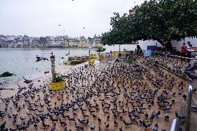 Pigeons In Pushkar - India