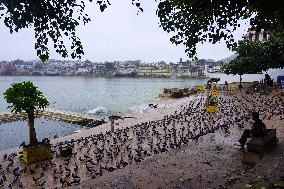 Pigeons In Pushkar - India