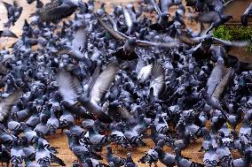 Pigeons In Pushkar - India