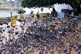 Pigeons In Pushkar - India