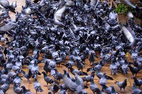 Pigeons In Pushkar - India