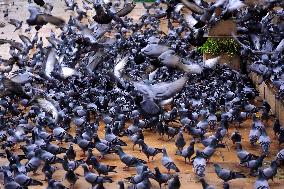 Pigeons In Pushkar - India