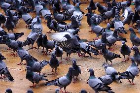 Pigeons In Pushkar - India