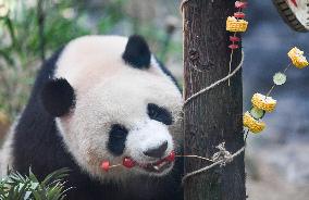 Baby Pandas Enjoy Birthday Feast - China