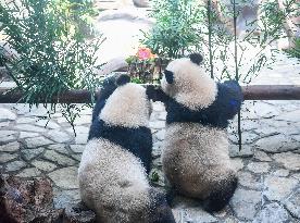 Baby Pandas Enjoy Birthday Feast - China