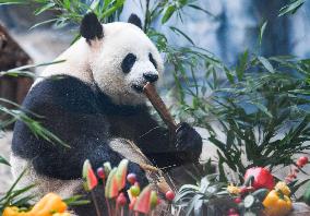 Baby Pandas Enjoy Birthday Feast - China