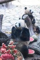 Baby Pandas Enjoy Birthday Feast - China