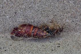 Girdler Moth Pupae