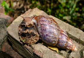 Lissachatina Fulica - Giant African Land Snail - Animal India