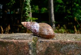 Lissachatina Fulica - Giant African Land Snail - Animal India