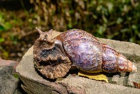 Lissachatina Fulica - Giant African Land Snail - Animal India