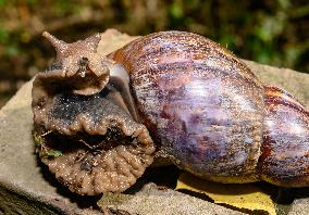 Lissachatina Fulica - Giant African Land Snail - Animal India