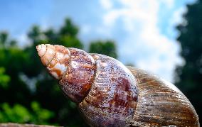 Lissachatina Fulica - Giant African Land Snail - Animal India