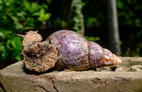 Lissachatina Fulica - Giant African Land Snail - Animal India