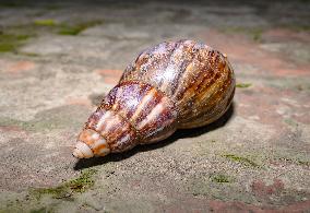 Lissachatina Fulica - Giant African Land Snail - Animal India