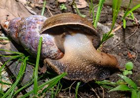 Lissachatina Fulica - Giant African Land Snail - Animal India