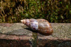 Lissachatina Fulica - Giant African Land Snail - Animal India