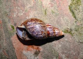 Lissachatina Fulica - Giant African Land Snail - Animal India