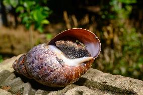 Lissachatina Fulica - Giant African Land Snail - Animal India